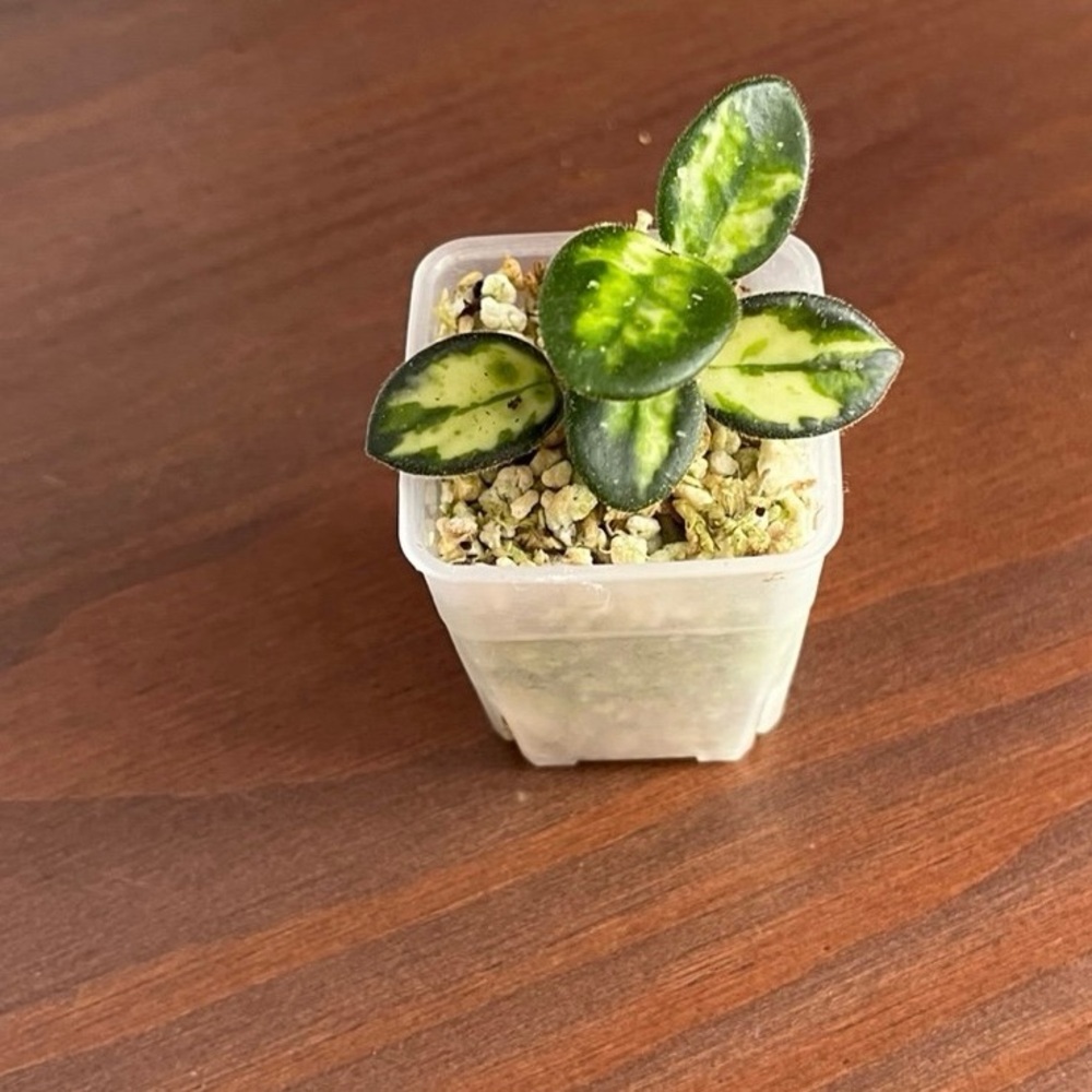 Hoya Mathilde Variegated - Picture 8 of 8